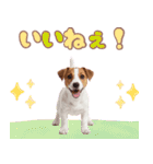 元気いっぱい♡ジャックのスタンプ（個別スタンプ：13）