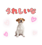 元気いっぱい♡ジャックのスタンプ（個別スタンプ：14）