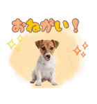 元気いっぱい♡ジャックのスタンプ（個別スタンプ：15）