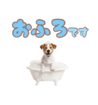 元気いっぱい♡ジャックのスタンプ（個別スタンプ：20）