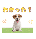 元気いっぱい♡ジャックのスタンプ（個別スタンプ：24）