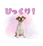 元気いっぱい♡ジャックのスタンプ（個別スタンプ：25）