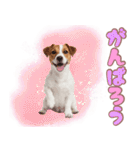 元気いっぱい♡ジャックのスタンプ（個別スタンプ：27）