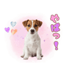 元気いっぱい♡ジャックのスタンプ（個別スタンプ：29）