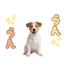 元気いっぱい♡ジャックのスタンプ（個別スタンプ：30）