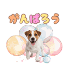 元気いっぱい♡ジャックのスタンプ（個別スタンプ：31）