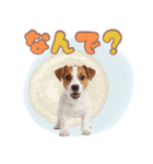 元気いっぱい♡ジャックのスタンプ（個別スタンプ：36）