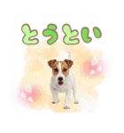 元気いっぱい♡ジャックのスタンプ（個別スタンプ：37）