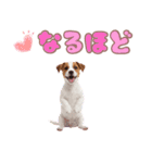 元気いっぱい♡ジャックのスタンプ（個別スタンプ：38）