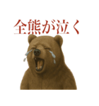 サラリーマン熊の毎日（個別スタンプ：31）
