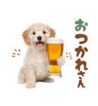 いつでも使える♡マルプーのスタンプ（個別スタンプ：1）