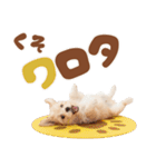 いつでも使える♡マルプーのスタンプ（個別スタンプ：2）