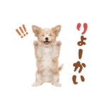 いつでも使える♡マルプーのスタンプ（個別スタンプ：3）