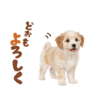 いつでも使える♡マルプーのスタンプ（個別スタンプ：4）