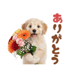 いつでも使える♡マルプーのスタンプ（個別スタンプ：5）