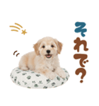 いつでも使える♡マルプーのスタンプ（個別スタンプ：6）