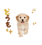いつでも使える♡マルプーのスタンプ（個別スタンプ：7）