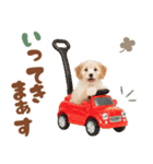 いつでも使える♡マルプーのスタンプ（個別スタンプ：8）