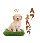 いつでも使える♡マルプーのスタンプ（個別スタンプ：9）