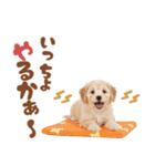 いつでも使える♡マルプーのスタンプ（個別スタンプ：10）