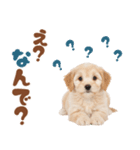 いつでも使える♡マルプーのスタンプ（個別スタンプ：11）