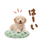 いつでも使える♡マルプーのスタンプ（個別スタンプ：12）