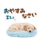 いつでも使える♡マルプーのスタンプ（個別スタンプ：13）