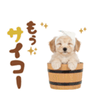 いつでも使える♡マルプーのスタンプ（個別スタンプ：14）