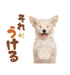 いつでも使える♡マルプーのスタンプ（個別スタンプ：15）