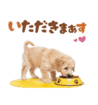 いつでも使える♡マルプーのスタンプ（個別スタンプ：16）