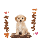 いつでも使える♡マルプーのスタンプ（個別スタンプ：17）
