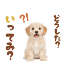 いつでも使える♡マルプーのスタンプ（個別スタンプ：18）