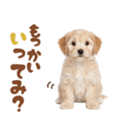 いつでも使える♡マルプーのスタンプ（個別スタンプ：19）