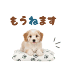 いつでも使える♡マルプーのスタンプ（個別スタンプ：20）