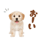 いつでも使える♡マルプーのスタンプ（個別スタンプ：21）