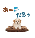 いつでも使える♡マルプーのスタンプ（個別スタンプ：22）