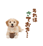 いつでも使える♡マルプーのスタンプ（個別スタンプ：23）