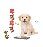 いつでも使える♡マルプーのスタンプ（個別スタンプ：25）