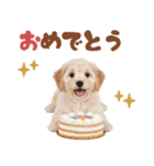 いつでも使える♡マルプーのスタンプ（個別スタンプ：26）