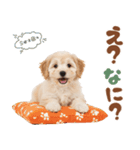 いつでも使える♡マルプーのスタンプ（個別スタンプ：27）