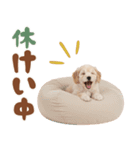 いつでも使える♡マルプーのスタンプ（個別スタンプ：28）