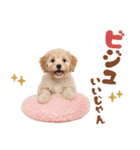いつでも使える♡マルプーのスタンプ（個別スタンプ：29）