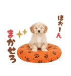 いつでも使える♡マルプーのスタンプ（個別スタンプ：30）