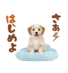 いつでも使える♡マルプーのスタンプ（個別スタンプ：31）