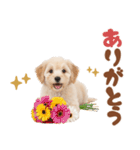 いつでも使える♡マルプーのスタンプ（個別スタンプ：32）