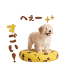 いつでも使える♡マルプーのスタンプ（個別スタンプ：33）