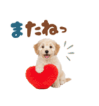 いつでも使える♡マルプーのスタンプ（個別スタンプ：34）