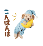 いつでも使える♡マルプーのスタンプ（個別スタンプ：35）