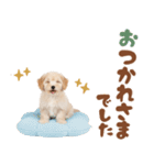 いつでも使える♡マルプーのスタンプ（個別スタンプ：36）