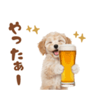 いつでも使える♡マルプーのスタンプ（個別スタンプ：37）